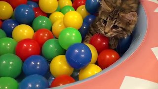 10 Cats playing in a pool of colorful balls ボールプールで遊ぶ10匹の猫