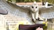 Majestic Barn Owl Shows Off Slow-Motion Flight