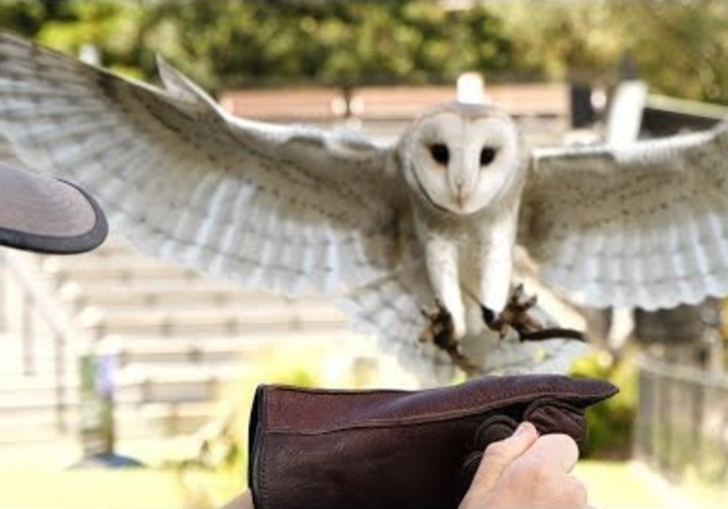 Majestic Barn Owl Shows Off Slow-Motion Flight