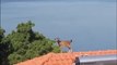 Man Films Goat Inexplicably Chilling Out on Rooftop