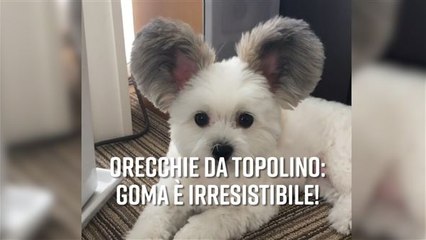 Orecchie insolite: una cagnetta incredibile