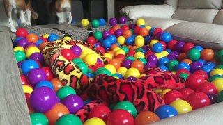 DIY Living Room Ball Pit : Cute Dogs Louie & Marie
