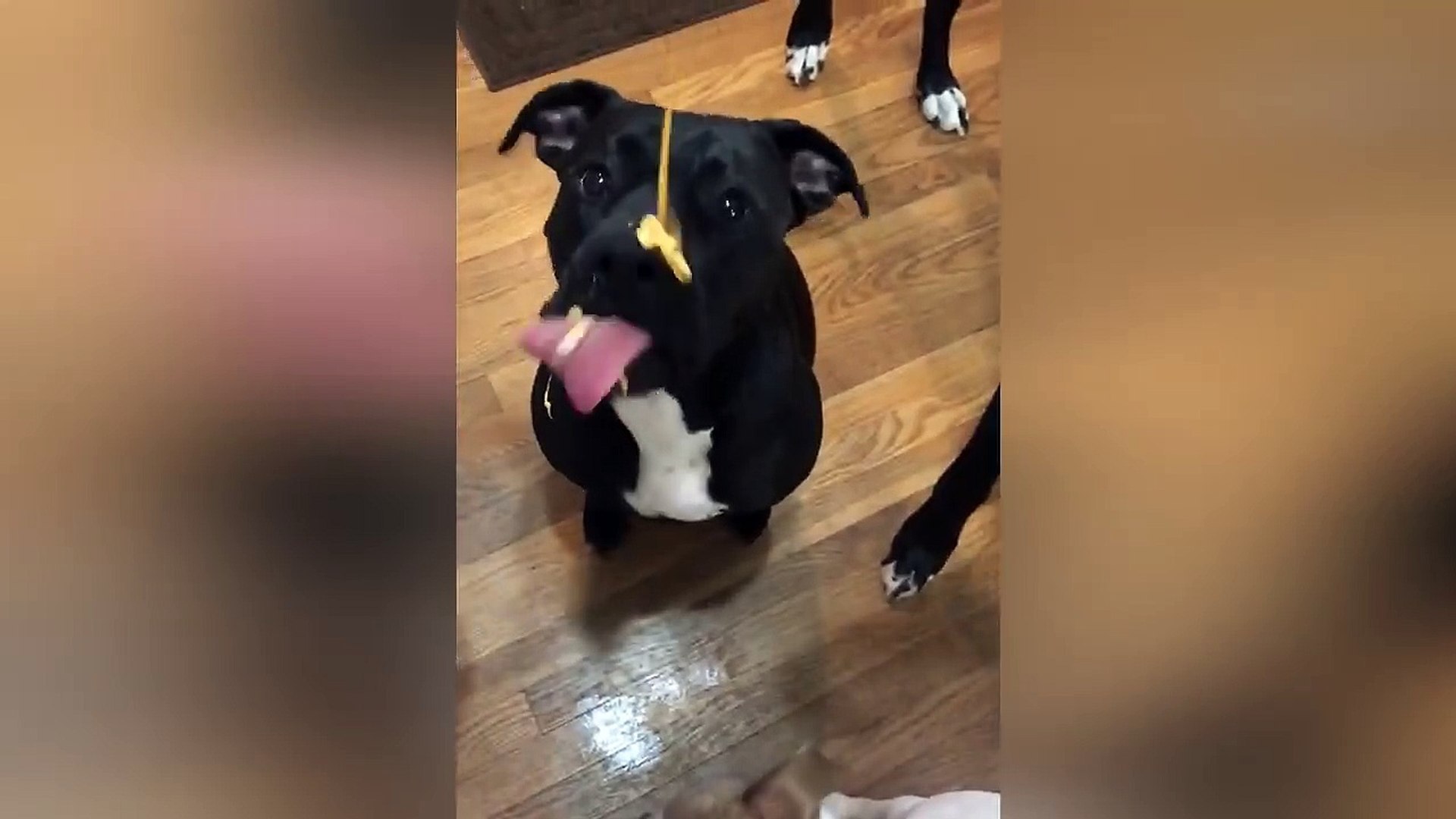 ⁣Amazing Pets Media Compilation 2