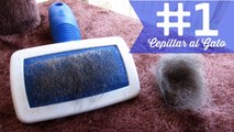 Gatos: Todo Sobre las Bolas de Pelo