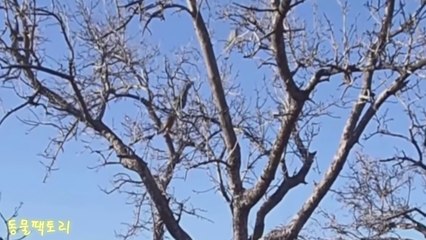 Cận cảnh báo bay như chi trên cây đuổi bắt khỉ