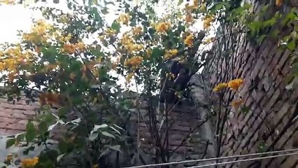 How to grow gaint grafted Bougainvillea in small pot