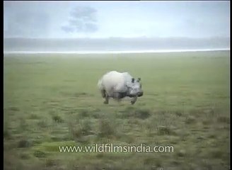 Furious Rhino attacks a Gypsy Jeep in at Kaziranga