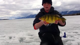 Monster 2lb.Jumbo Perch Through the Ice, JawJacker Video