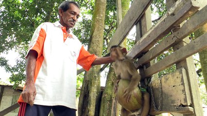 Makaken lernen Kokosnusspflücken in Malaysia