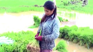 Primitive Harvesting Rice In Asia