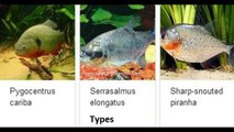 Everything about Piranha - [Caring-Breeding-Feeding-Types]