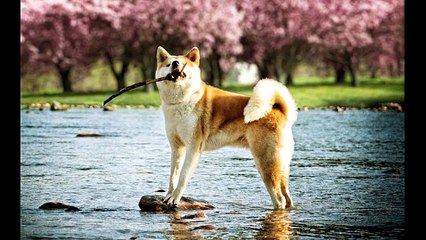 Ultimate Guide to Akita: The Loyal and Majestic Dog 🐕