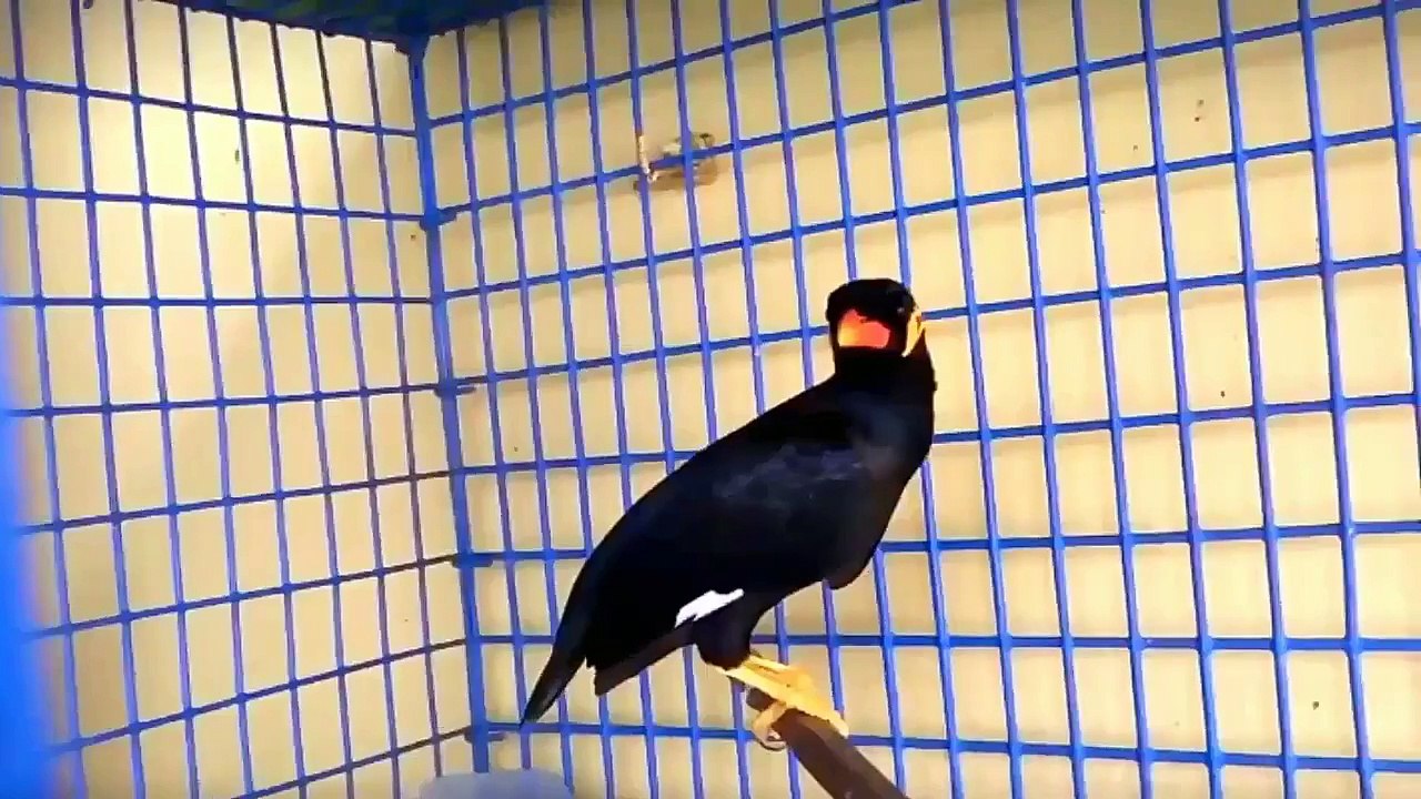 Everything about Myna in Hindi