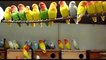 Everything about Lovebirds in Hindi - Small Parrots