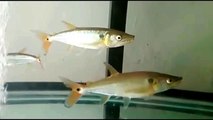 Everything about Red Tail Barracuda in Hindi - [Caring-Breeding-Feeding]