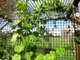 Growing Chayote (Choko) Vines - Flowers & Fruit