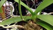 Orchid Care: How to cut off the old Phalaenopsis Orchid bloom spike and care tips for re-bloom it