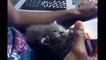 Kitten bottle feeding - Baby cat bottle feeding