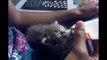 Kitten bottle feeding - Baby cat bottle feeding