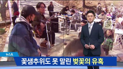 꽃샘추위도 못 말린 벚꽃의 유혹…다음 주 절정