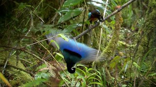 David Attenboroughs Paradise Birds S01E01