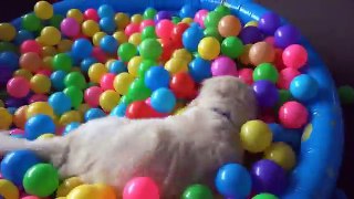 8 Week Old Golden Retriever Bath Time Playing In Ball-pit Kids Nursery Rhymes