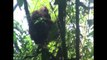 Pour sauver l'orang-outan, l'huile de palme doit être durable