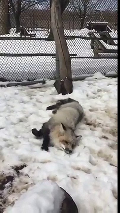 Bonheur : ce renard blanc se roule dans la neige !