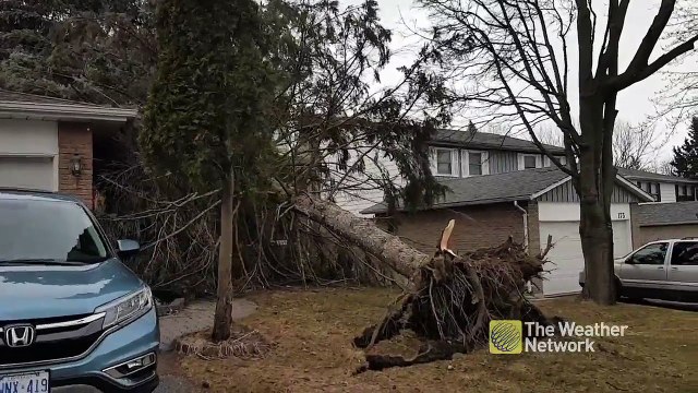 Chute d'un énorme arbre sur une maison... c'est foutu !