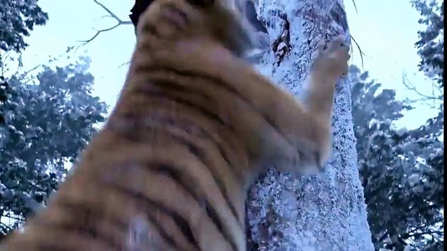 The Taking Of Tiger Mountain-The Best Tiger Scene