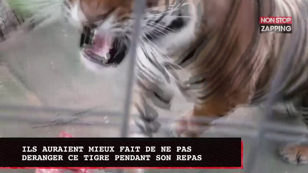 Un conseil : ne jamais déranger un tigre qui mange (Vidéo)