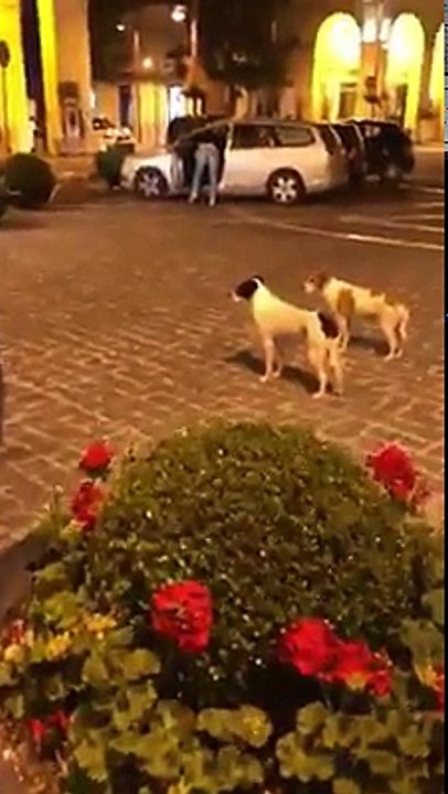 Dogs waiting to chase motorbike
