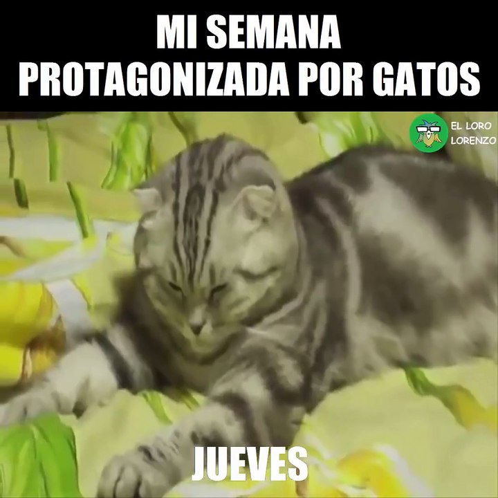 Tal cual!