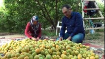 Silifke’de Yılın İlk Örtü Altı Kayısı Hasadı Başladı, Fiyatlar El Yakıyor