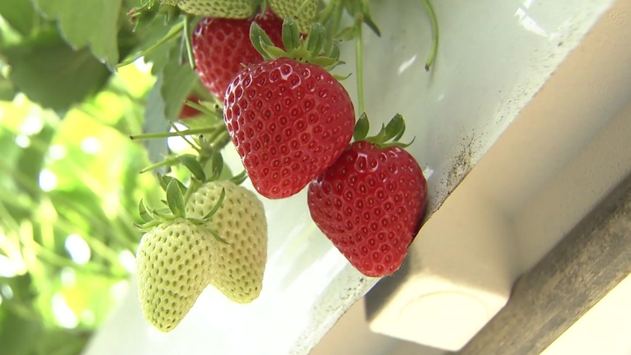 딸기 향기 가득한 황산벌... 논산 딸기축제 '열기' / YTN