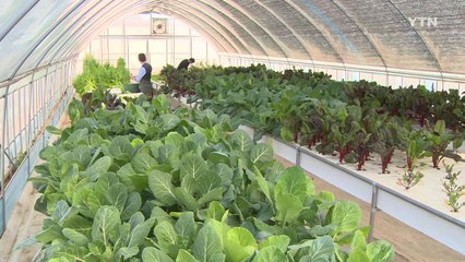 농사에 대한 열정으로...젊은 농부·실버 텃밭 인기 / YTN