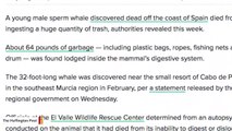 Sperm Whale Died After Ingesting 64 Pounds Of Plastic, Spanish Authorities Say