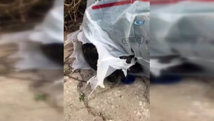 Yavru kaplumbağayı çöpe atıp ölüme terk ettiler