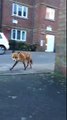 Fox Steals Guy's Wallet and Takes off Running