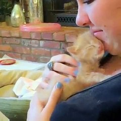 Cute Kitten Hugging Owner