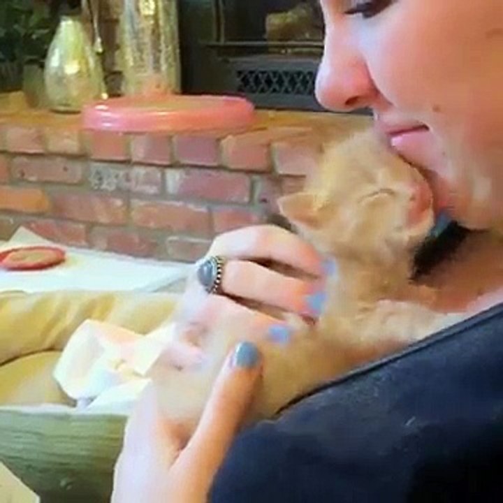 Cute Kitten Hugging Owner