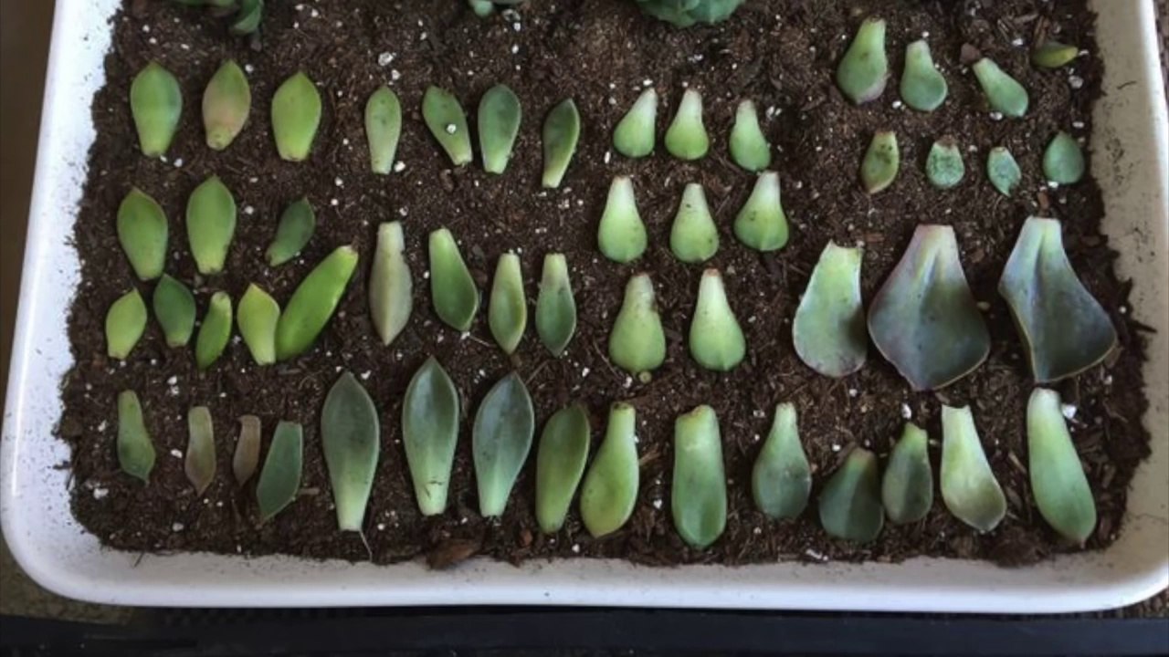 How to Propagate and Grow SUCCULENTS!