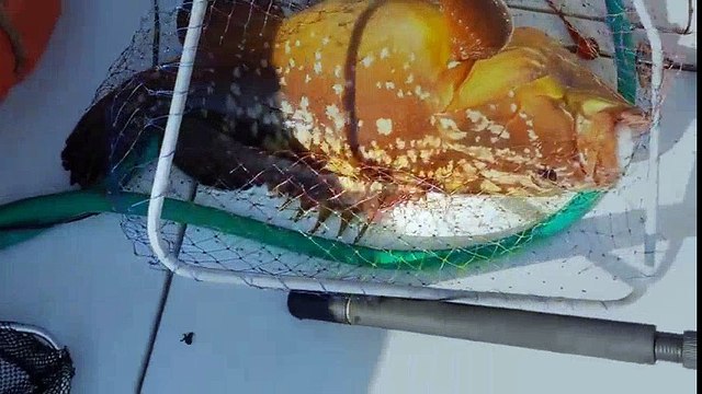 kusadası jigging - kusadasi balik avi | Kalkan kardeşler jigging videoları