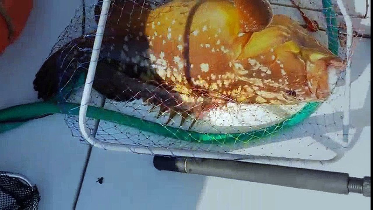 kusadası jigging - kusadasi balik avi | Kalkan kardeşler jigging videoları