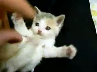 Small Cute Kitten. very pretty!
