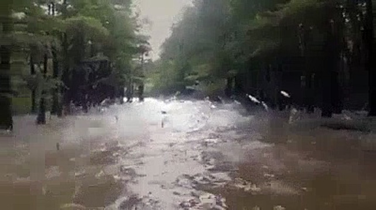 Funny Video: The Asian Carp Invasion Is Out of Control | A little bit of this a little bit of that