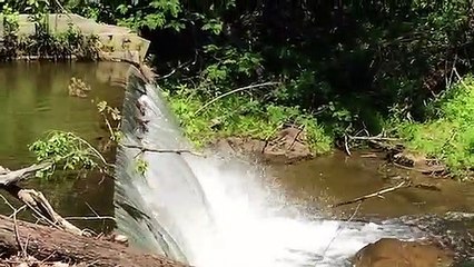 The worst mother goose in history ... She loses 3 babies at once