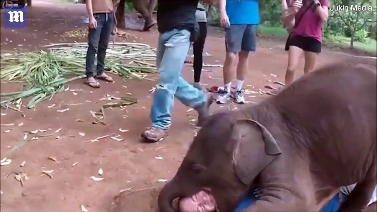 This baby elephant is playing with his healer and it's just adorable
