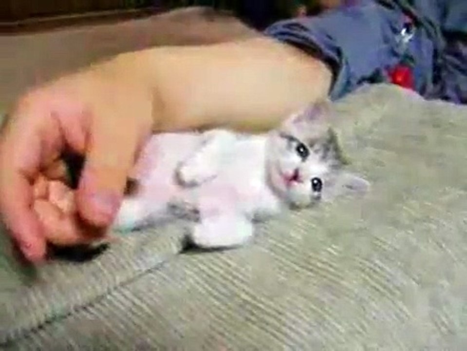 Super Cute Kitten