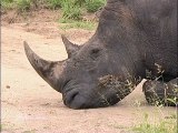 Un oiseau vient en aide à un rhinocéros qui a les oreilles qui grattent